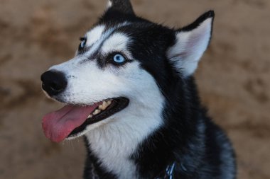 Parktaki güzel Sibiryalı Husky