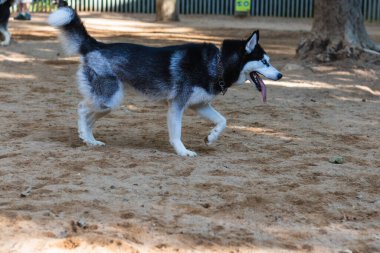 Parkta koşan güzel Sibirya Husky 'si