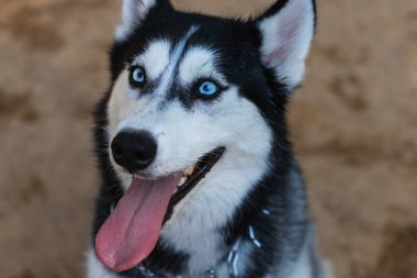 Parktaki güzel Sibiryalı Husky