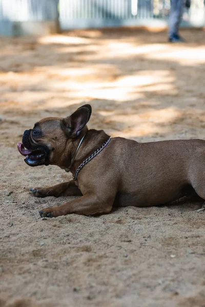 Französische Bulldogge Spielt Park — Stockfoto