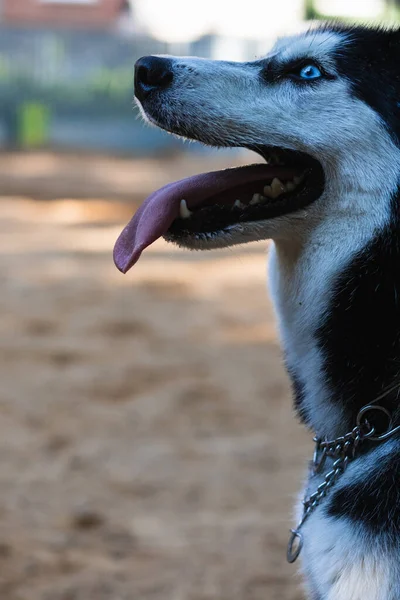 Parktaki güzel Sibiryalı Husky