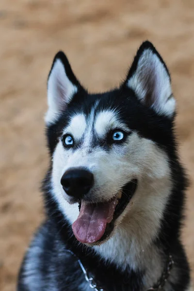 Krásný Sibiřský Husky Parku — Stock fotografie