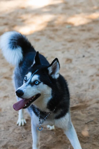Parktaki güzel Sibiryalı Husky