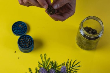 Sarı arka planda CBD kenevir çiçeği tutan isimsiz bir adam.