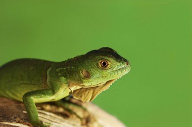 Dalda sürünen yeşil bir kertenkele.