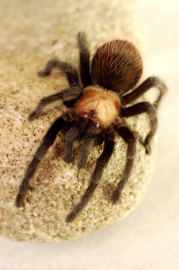 Taşın üzerinde sürünen bir örümcek.