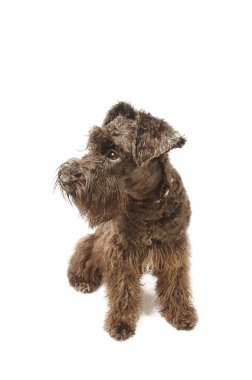 Kahverengi bir Schnauzer oturuyor.