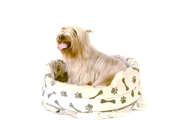 Silky Terrier งบนโซฟาของส — ภาพถ่ายสต็อก