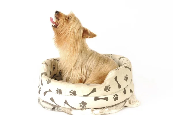 Terrier Sedoso Sentado Sofá Cão Latindo — Fotografia de Stock