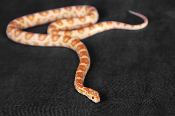 White Orange Snake Gliding Floor — Stock Photo, Image