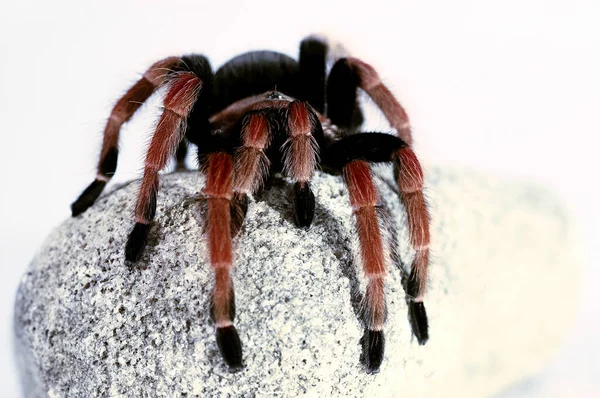 Black Red Spider Crawling Stone — Stock Photo, Image