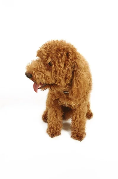 Brown Poodle Sitting Its Tongue Out — Stock Photo, Image
