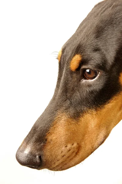 Uma Imagem Lateral Cabeça Doberman — Fotografia de Stock