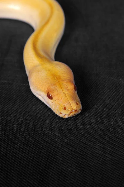 Una Imagen Cerca Una Serpiente Amarilla Con Ojos Rojos —  Fotos de Stock