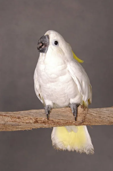 White Parrot Standing Branch — Stock Photo, Image