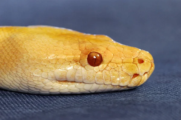 赤い目をした黄色い蛇のアップクローズ写真 — ストック写真