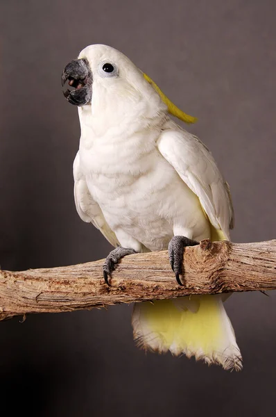 White Yellow Parrot Standing Branch — Stock Photo, Image