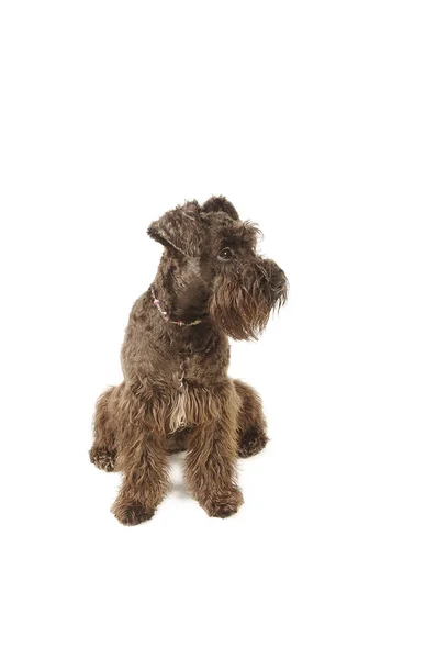 Brown Schnauzer Sitting Straight — Stock Photo, Image