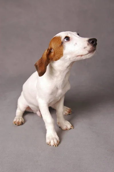 Ein Jack Russell Terrier Setzt Sich Mit Erhobenem Kopf — Stockfoto