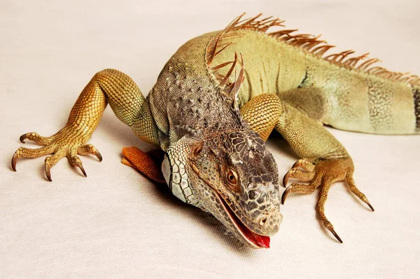 一只鬣蜥伸出舌头爬行着 — 图库照片