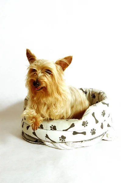 Silky Terrier งบนโซฟาของส — ภาพถ่ายสต็อก
