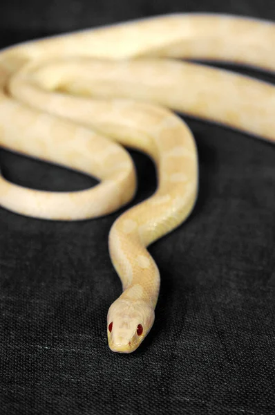 Een Witte Slang Met Rode Ogen Glijdend Vloer — Stockfoto