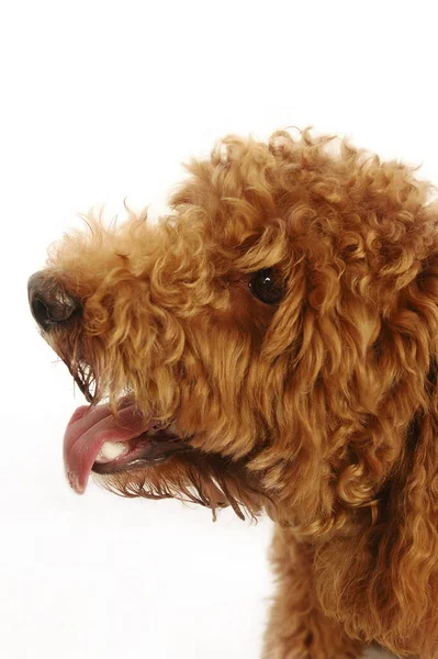 Close Picture Brown Poodle Head — Stock Photo, Image