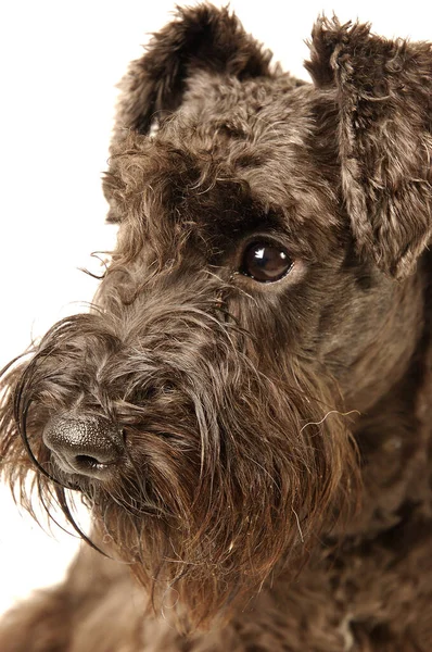 Uma Imagem Perto Schnauzer — Fotografia de Stock