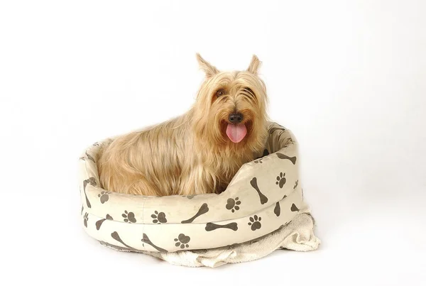 Silky Terrier Sitting Dog Couch Its Tongue Out — Stock Photo, Image