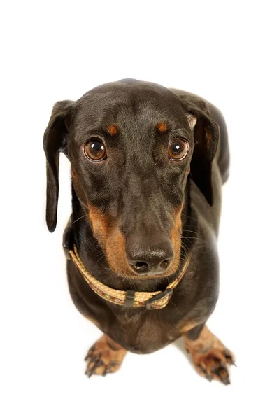 Una Foto Cerca Dachshund Con Cuello Mirando Cámara — Foto de Stock