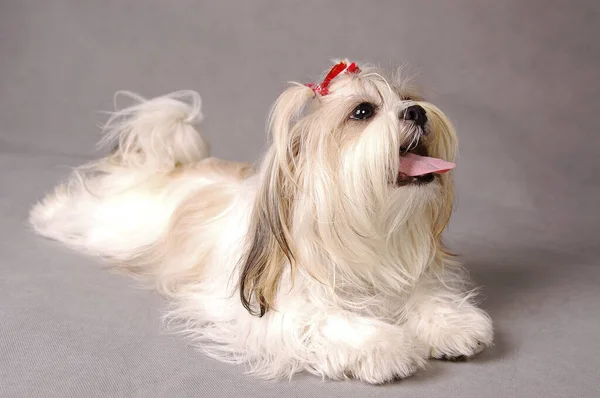 White Shih Tzu Red Ribbons Sitting Its Tongue Out — Stock Photo, Image