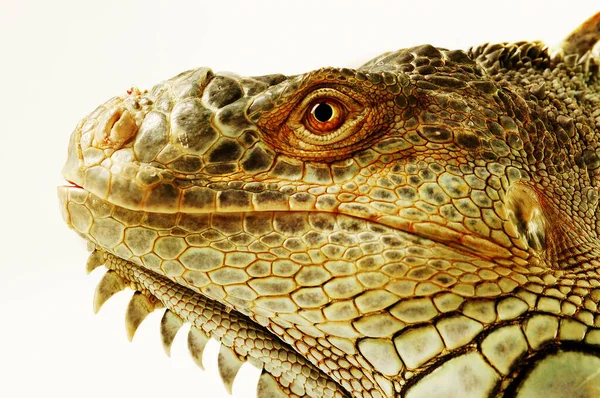 Closer Picture Iguana Head — Stock Photo, Image