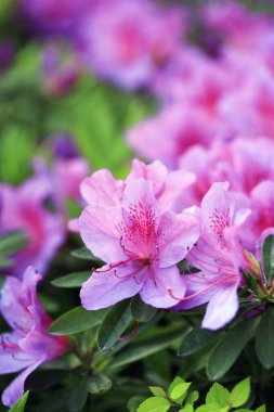 Mor Azaleas yakın plan görüntüsü