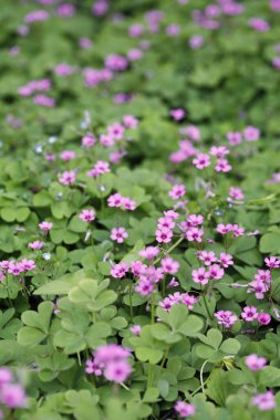 Pembe çiçek tarlası