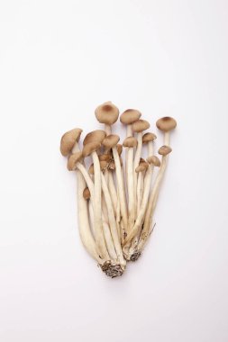 Beyaz arka plana karşı Pioppini mantarları