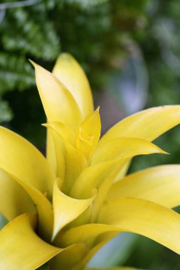 Bulanık arkaplan yakın plan görüntüsüne yerleştir