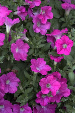 Mor çiçekler yakın plan görüntüsü