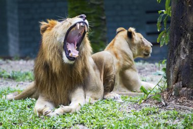 Aslanın esneyişini yakından çek.