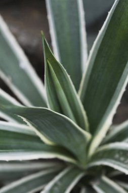 Agave Americana (Asırlık bitki)