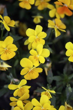 Bulanık arkaplan yakın plan görüntüsünde sarı menekşeler