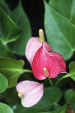 Bulanık arkaplan yakın plan görüntüsü üzerine Calla Lily