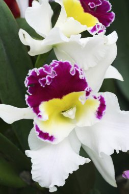 Bulanık arkaplan yakın plan görüntüsünde orkide