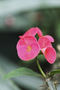 Bulanık arkaplan yakın plan görüntüsünde pembe çiçekler