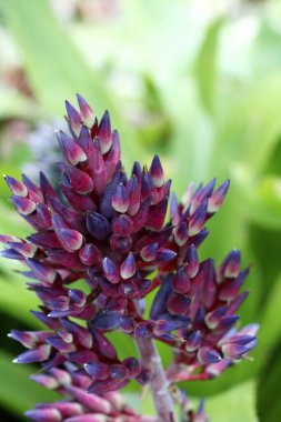 Bulanık arkaplan yakın plan görüntüsünde çiçekler