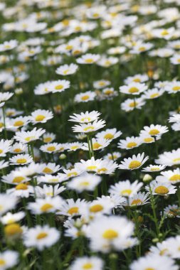 Bulanık arkaplan yakın plan görüntüsünde papatya alanı