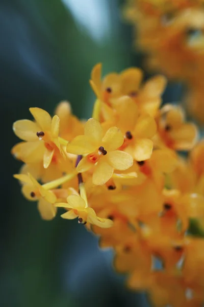 Žlutý Pohled Zblízka Orchidej — Stock fotografie