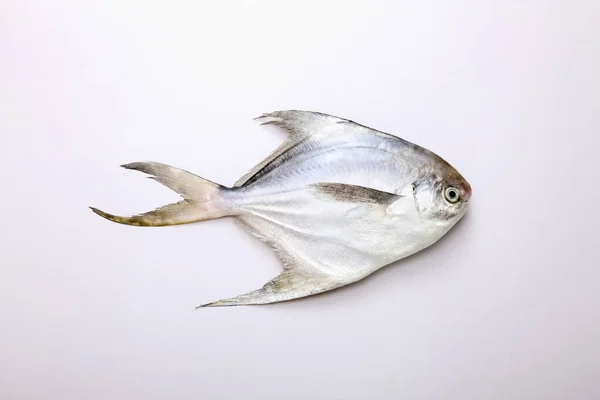 Pomfret White Background — Stock Photo, Image