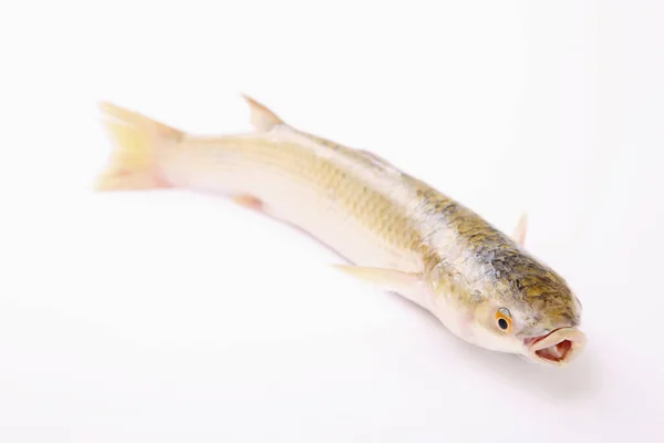Fisk Mot Vit Bakgrund — Stockfoto