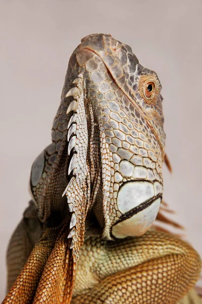 Uma Imagem Perto Uma Iguana Olhando Para Cima — Fotografia de Stock