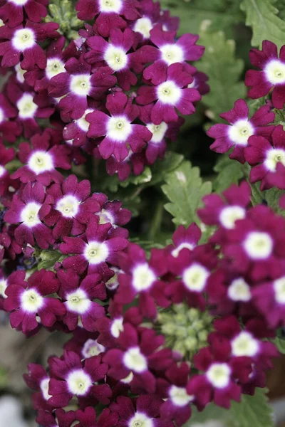 Květiny Rozmazaném Pozadí Zblízka — Stock fotografie